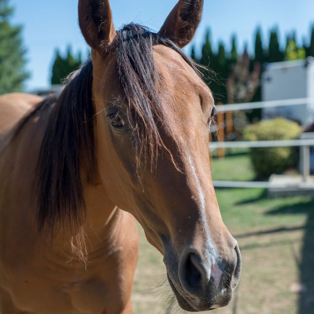 LADY GOLDIE (EL DŽÍ)--Americký  Quarter Horse + Anglický plnokrvník -  kobyla
