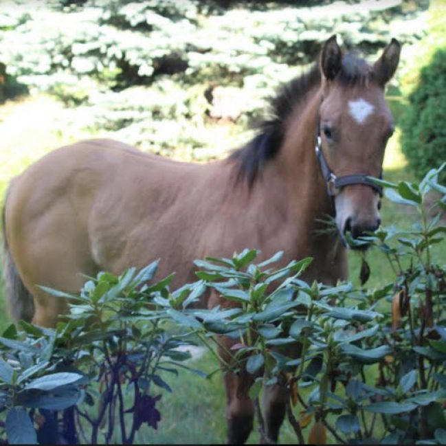 RR WAR LEO TESSA (TESSA) -- Americký Paint Horse - kobyla